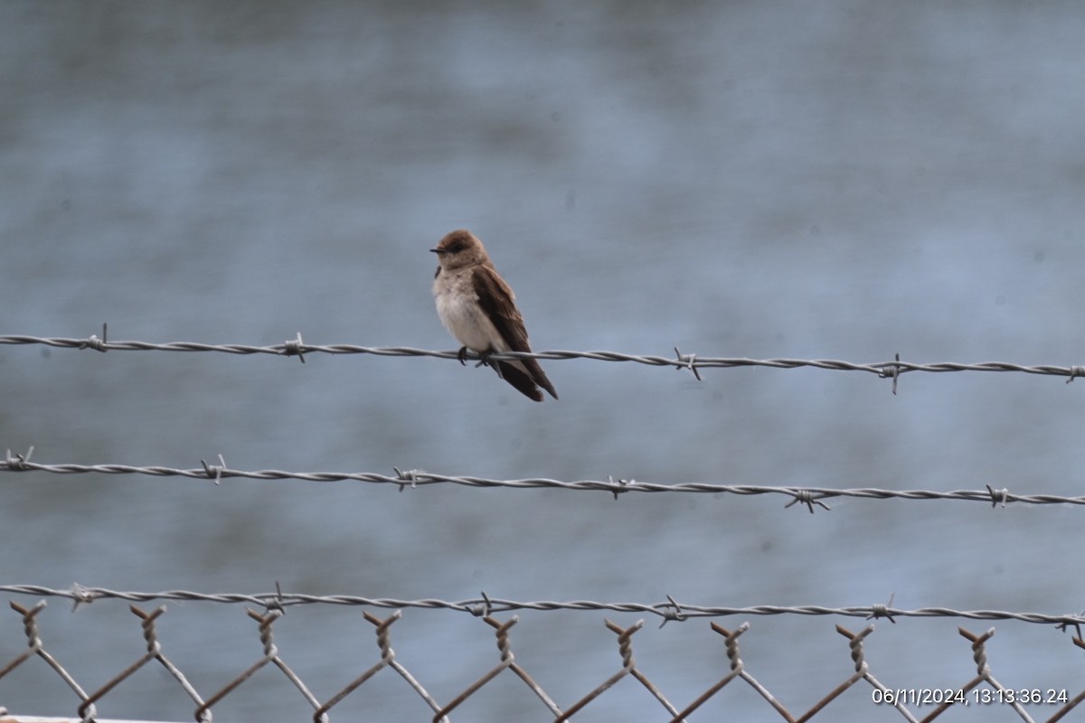 Northern Rough-winged Swallow - ML620315863