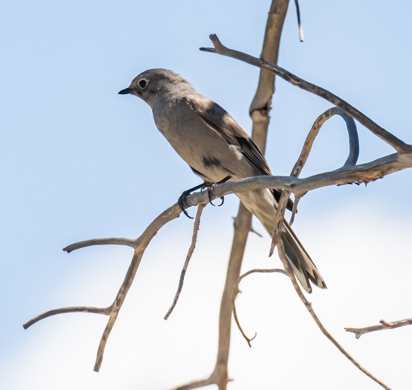 Townsend's Solitaire - ML620315864