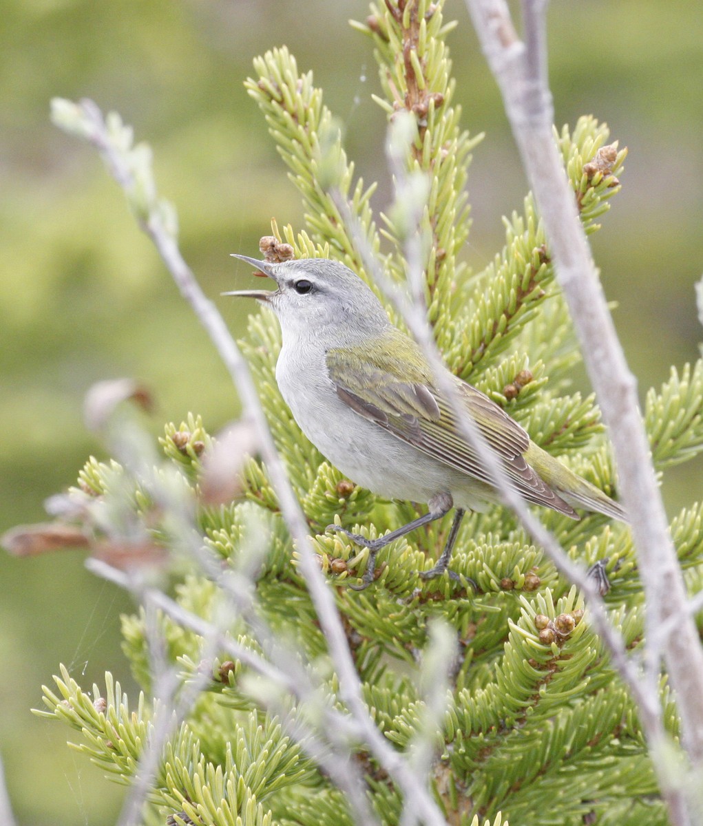 Tennessee Warbler - ML620315865