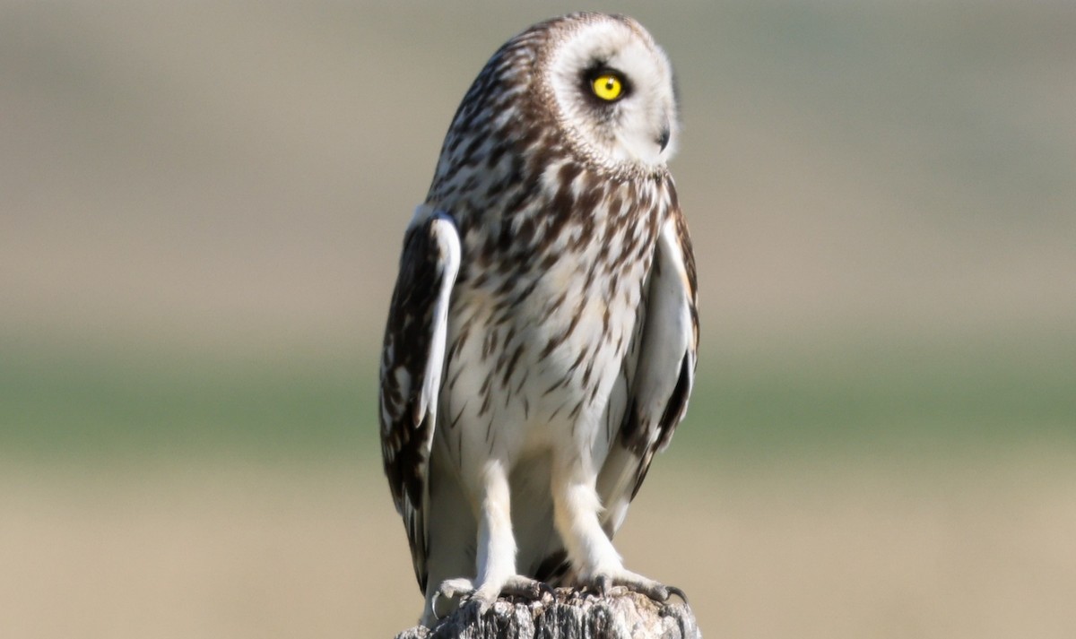 Short-eared Owl - ML620315866