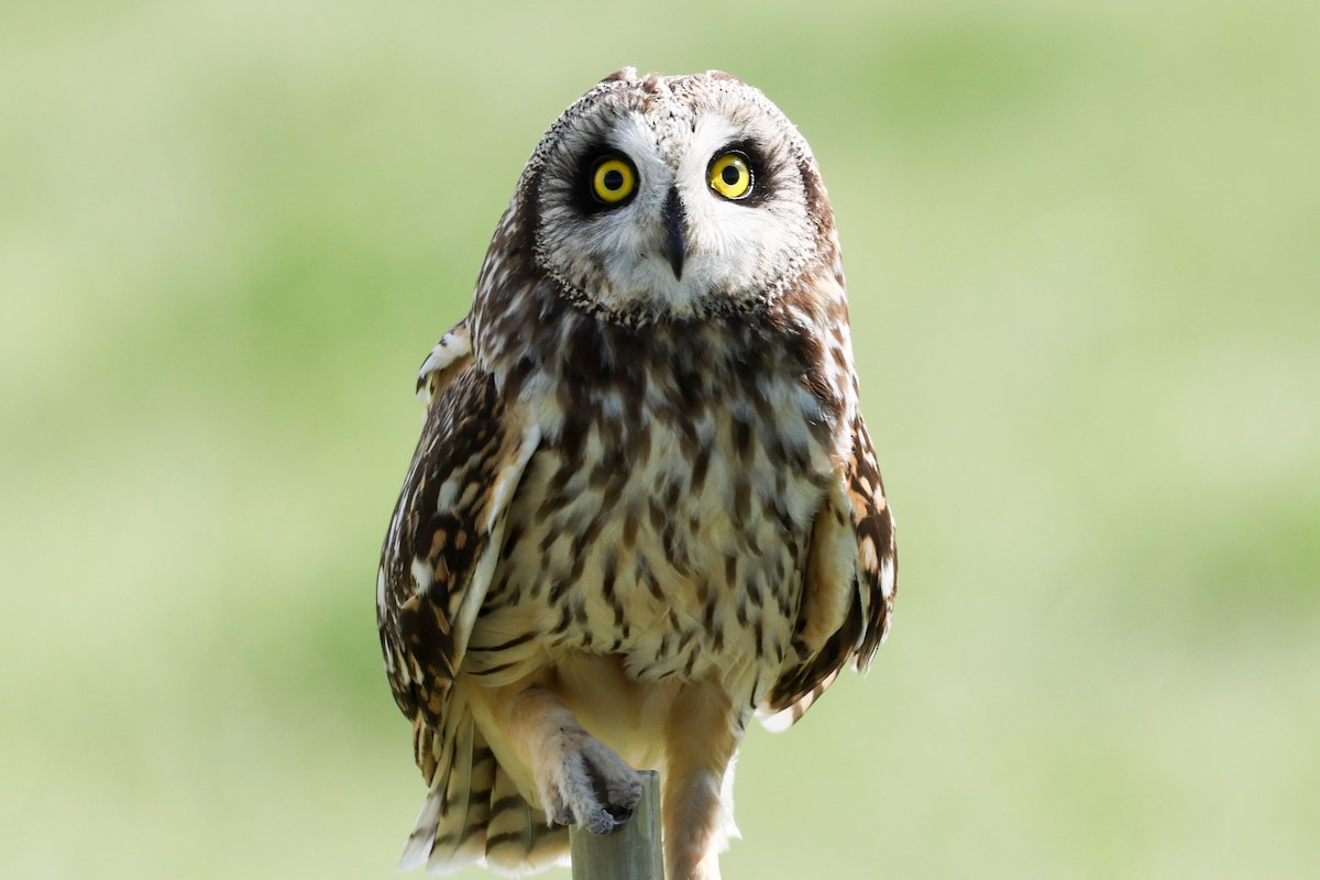 Short-eared Owl - Michael Bernard