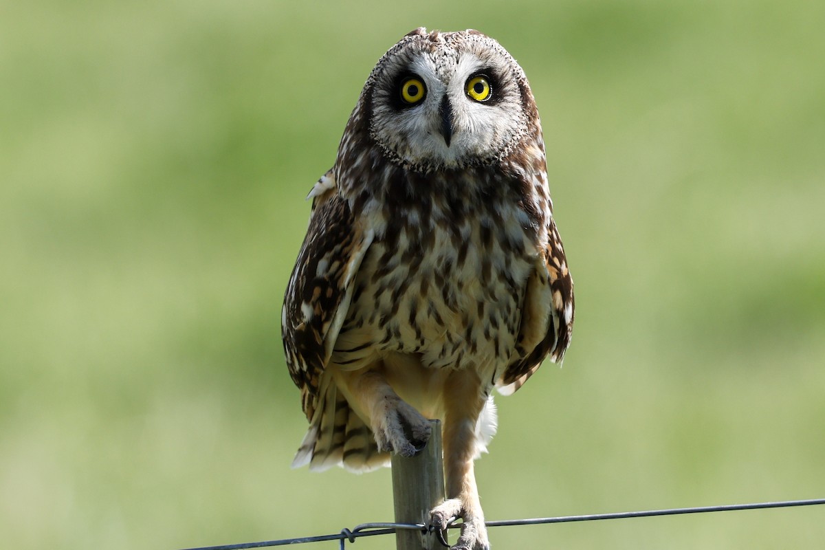 Short-eared Owl - ML620315868