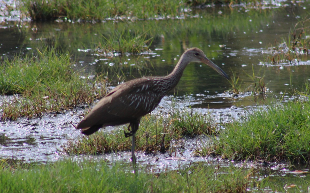 Limpkin - ML620315869