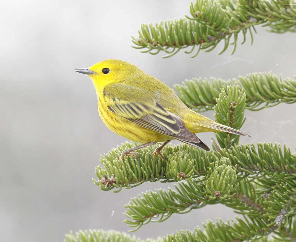 Yellow Warbler - ML620315871