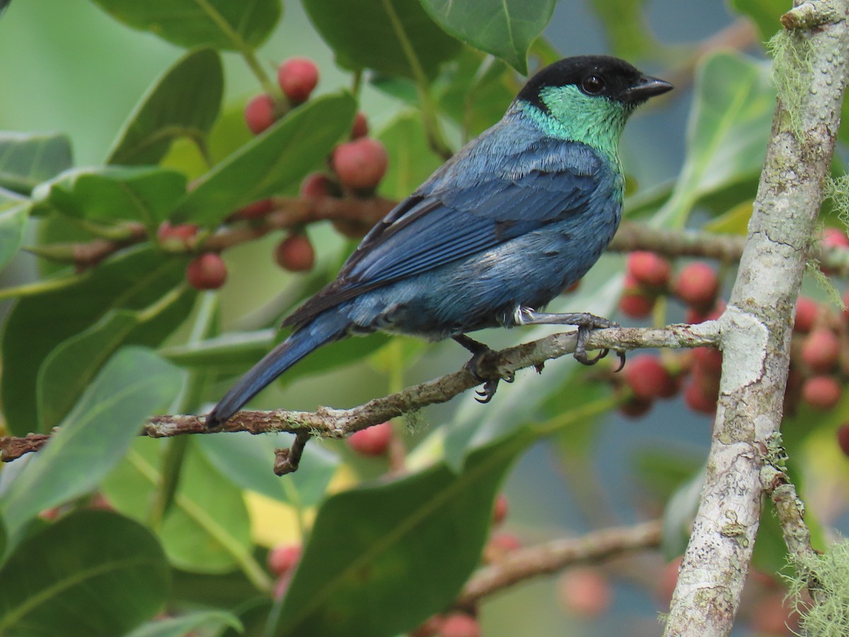 Black-capped Tanager - ML620315874