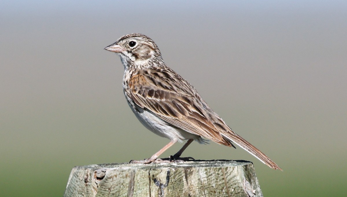 Vesper Sparrow - Michael Bernard