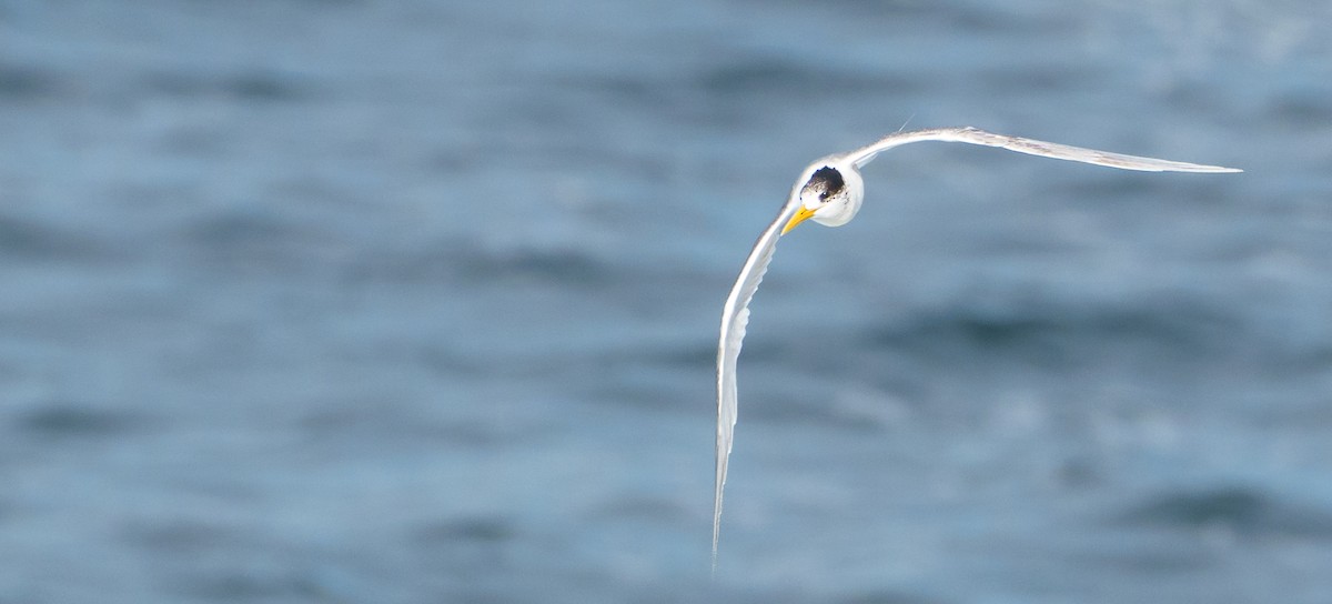 Great Crested Tern - ML620315878