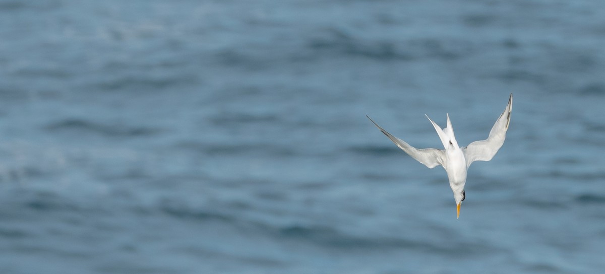 Great Crested Tern - ML620315879