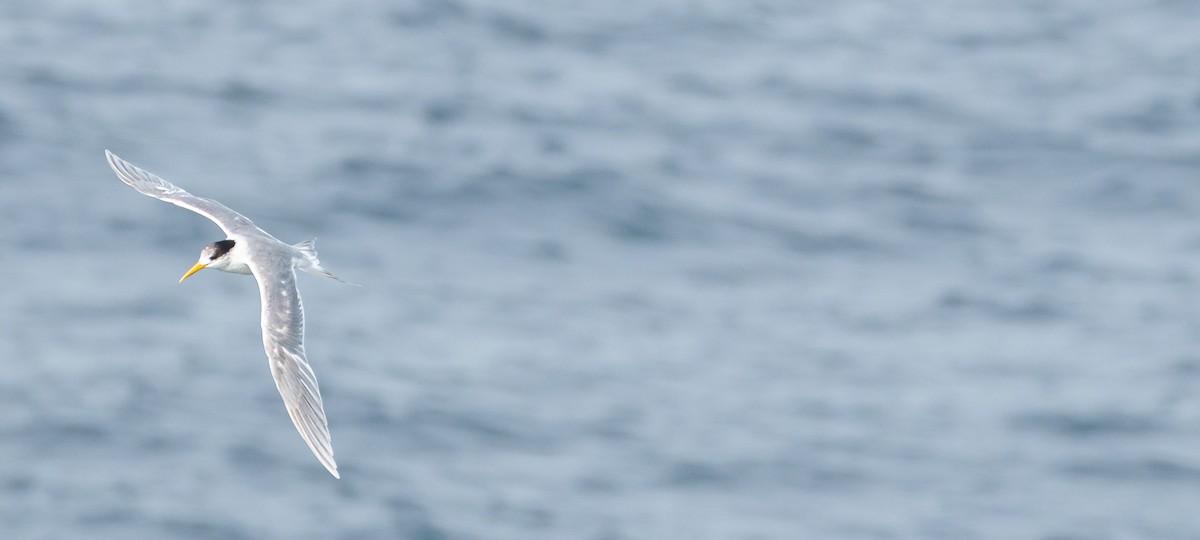 Great Crested Tern - ML620315880