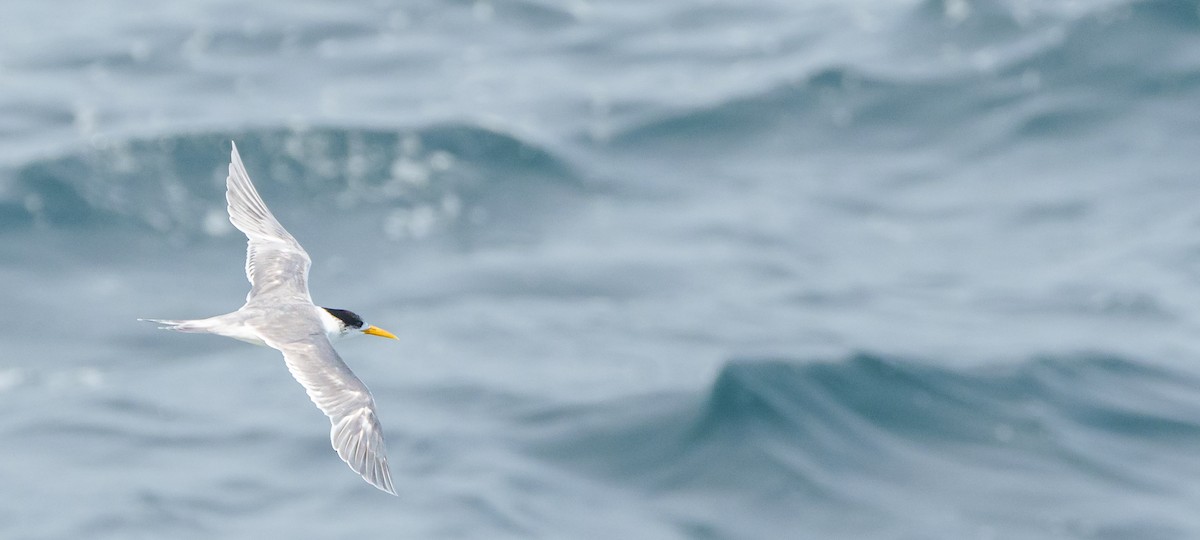 Great Crested Tern - ML620315881