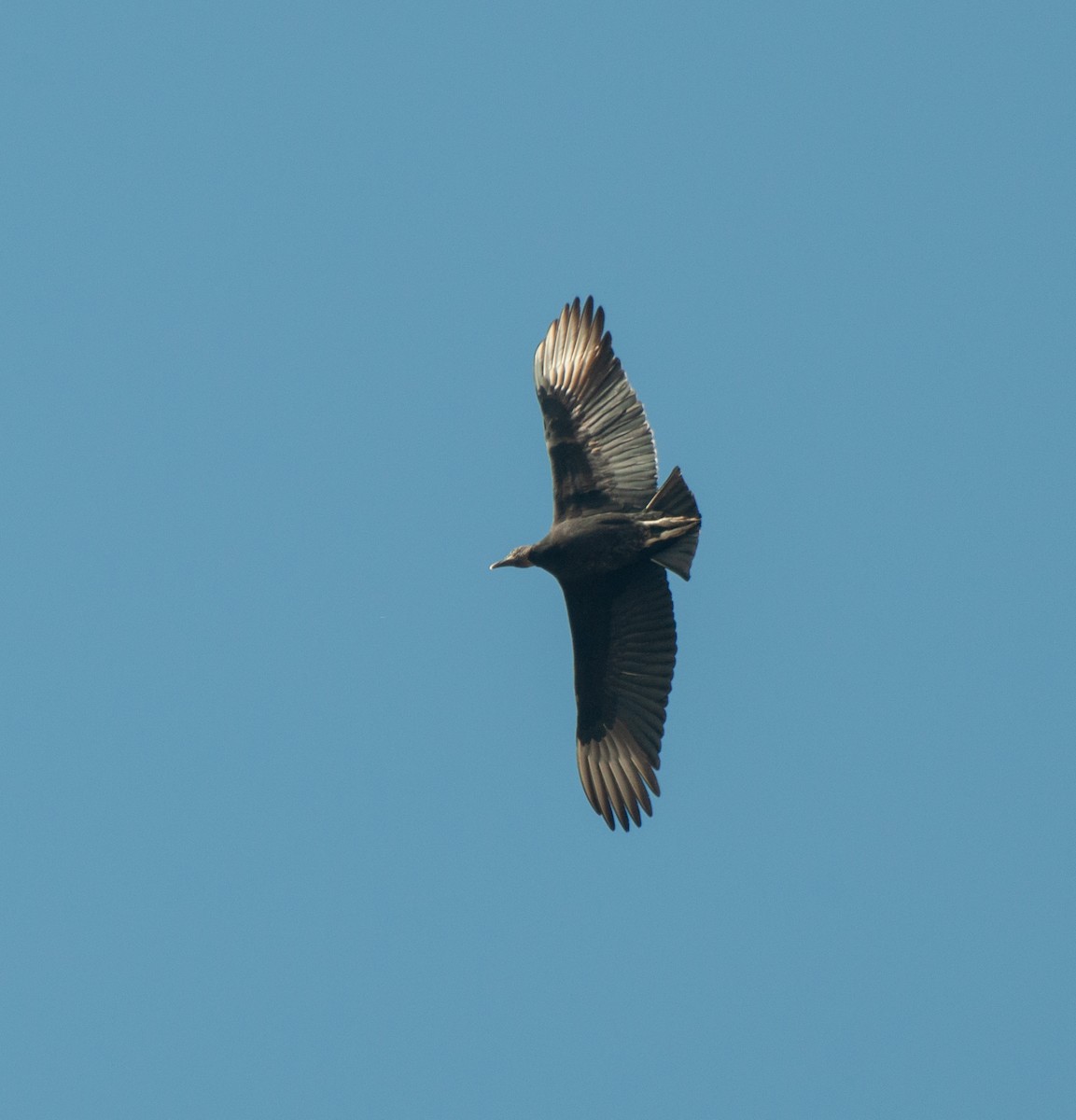 Black Vulture - ML620315882