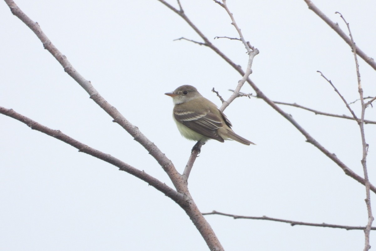 Willow Flycatcher - Marc antoine Lafrance