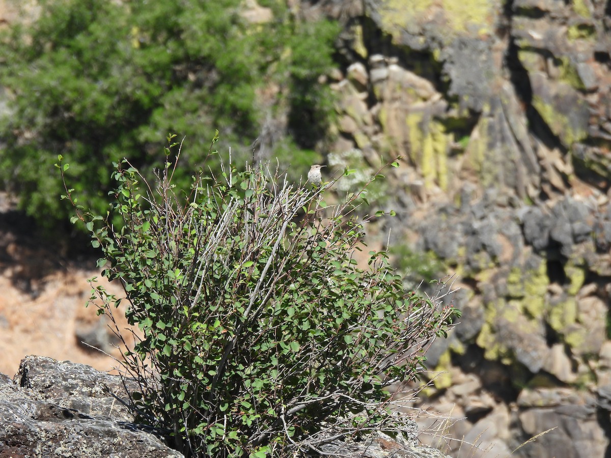 Rock Wren - ML620315885