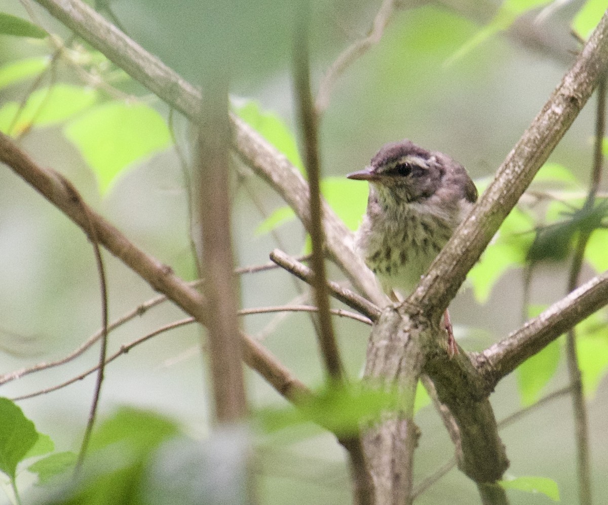 Louisiana Waterthrush - ML620315891