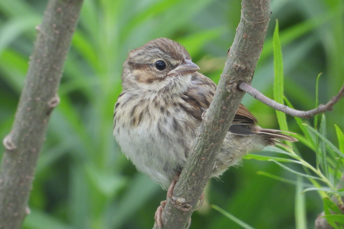 Vesper Sparrow - ML620315894