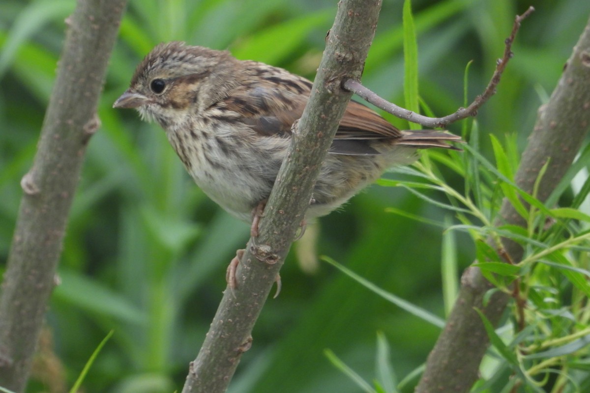 Vesper Sparrow - ML620315895