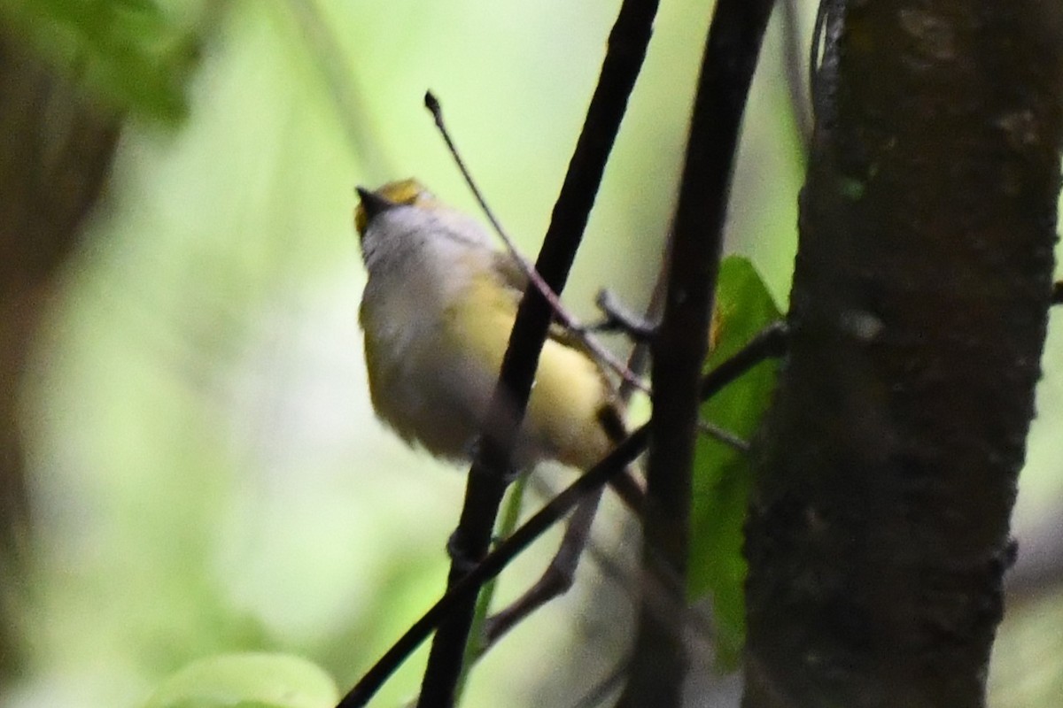 Ak Gözlü Vireo - ML620315897