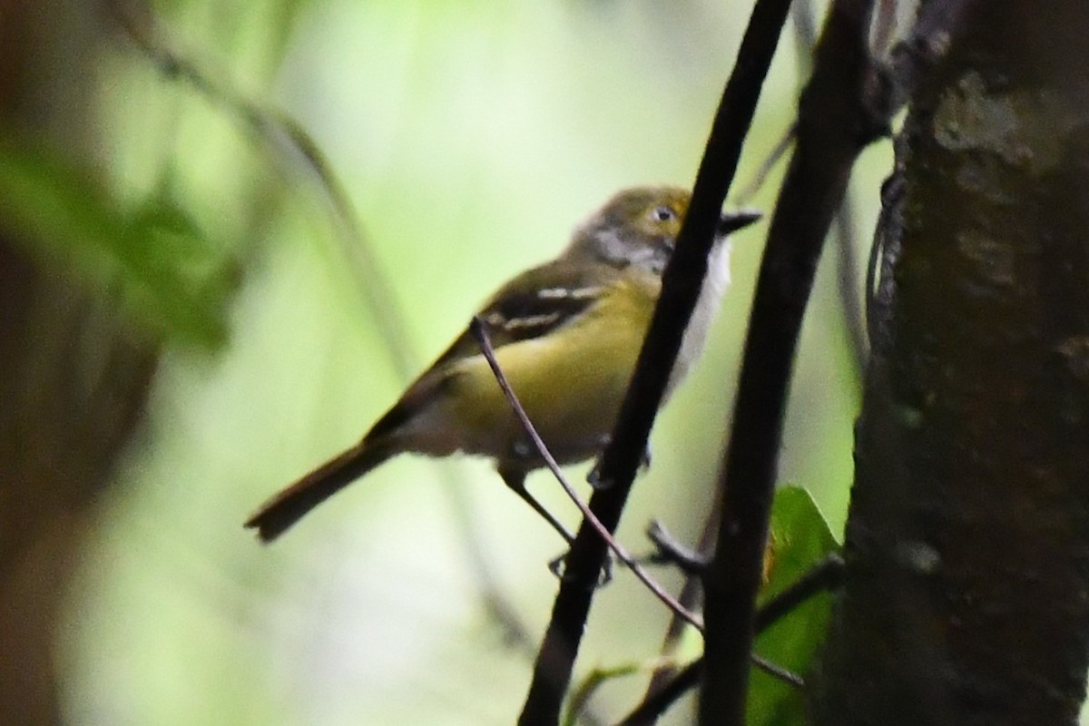 Ak Gözlü Vireo - ML620315900