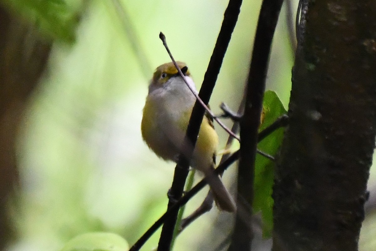 Ak Gözlü Vireo - ML620315902