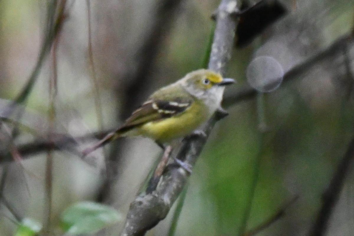 Ak Gözlü Vireo - ML620315904