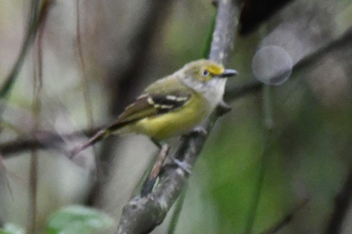 Ak Gözlü Vireo - ML620315905