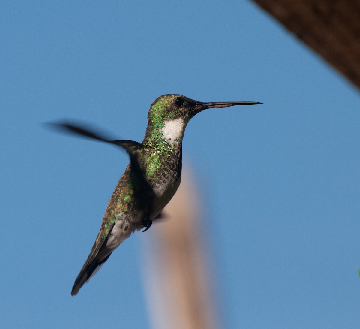 Colibri à gorge blanche - ML620315908