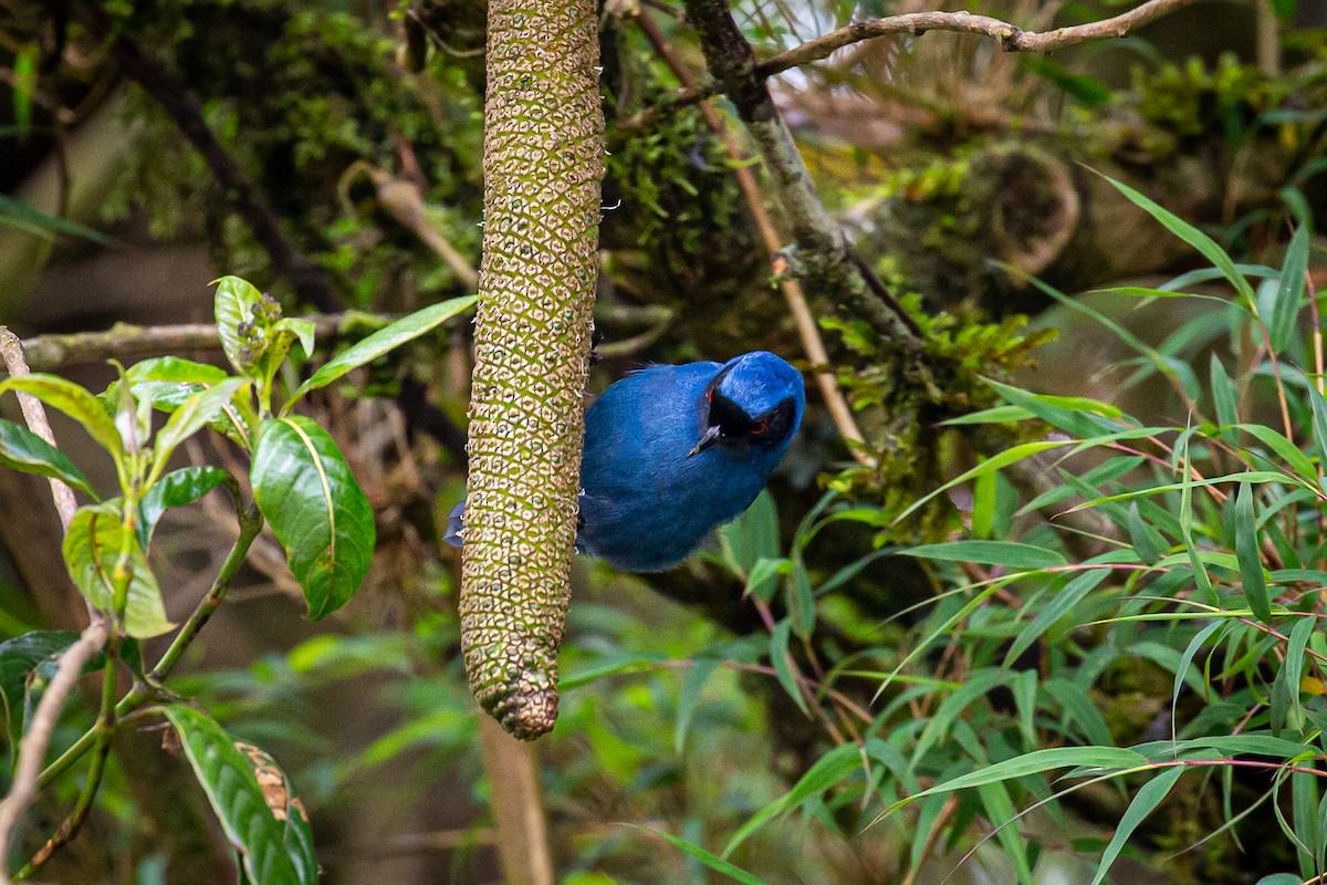 Masked Flowerpiercer - ML620315914