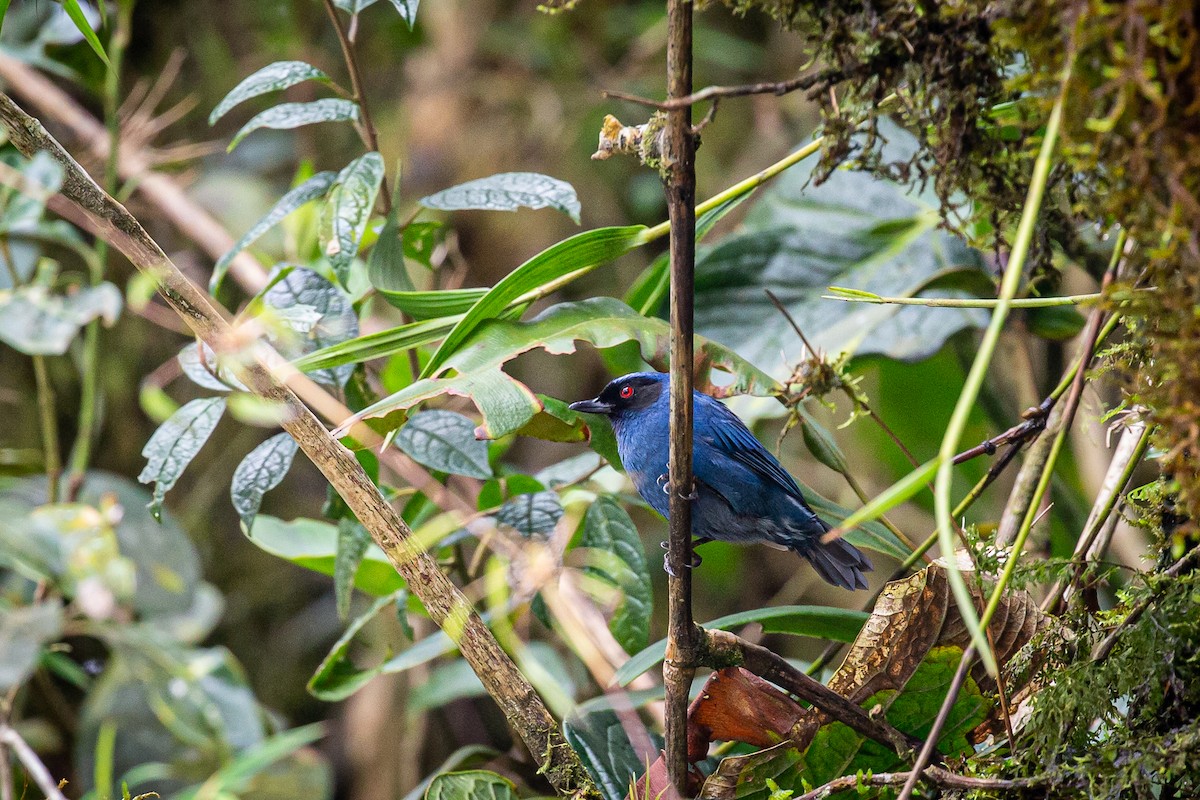 Masked Flowerpiercer - ML620315915