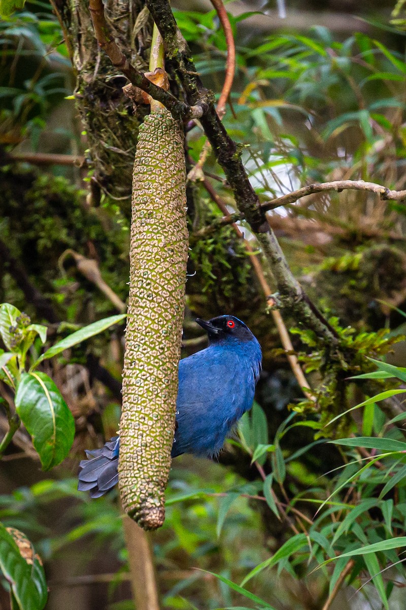 Masked Flowerpiercer - ML620315916