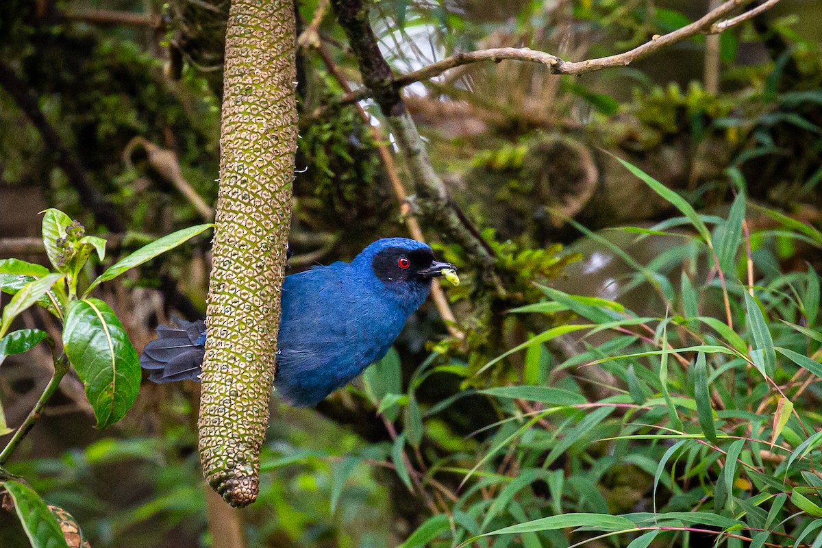 Masked Flowerpiercer - ML620315919