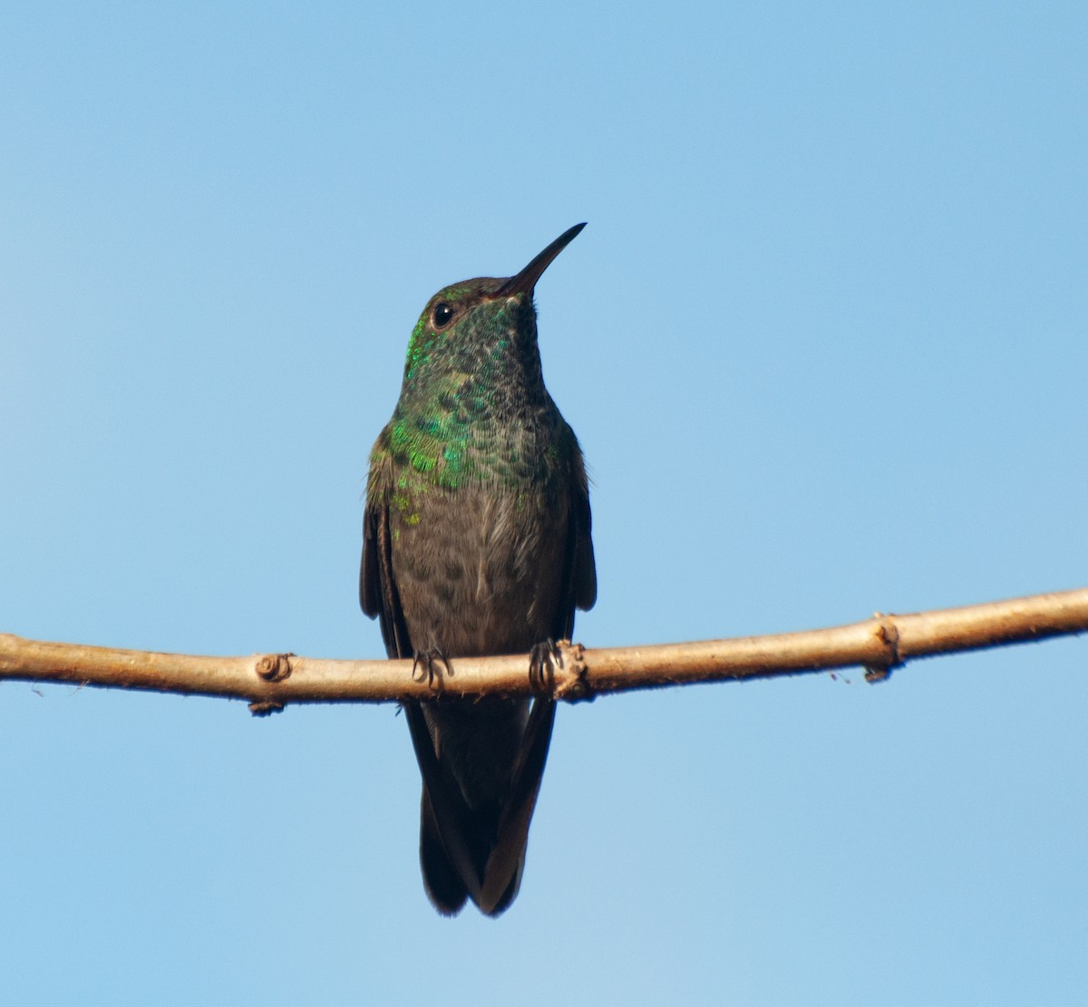 Amazilia Versicolor (grupo versicolor) - ML620315920