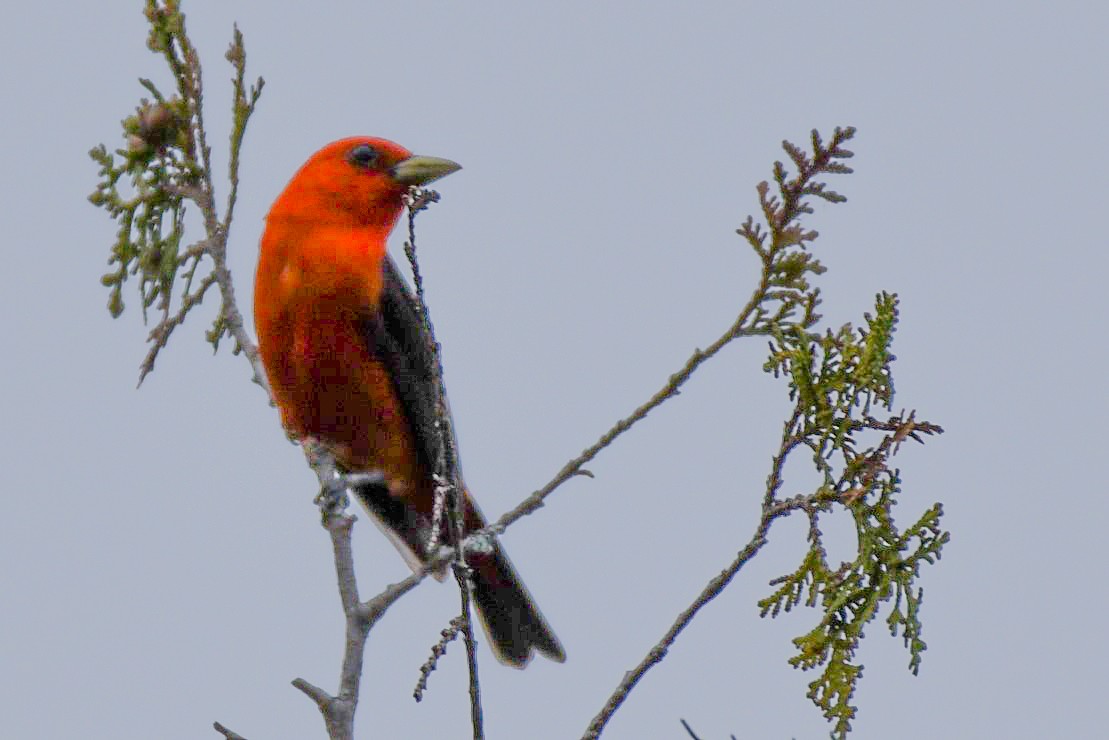 Scarlet Tanager - ML620315935