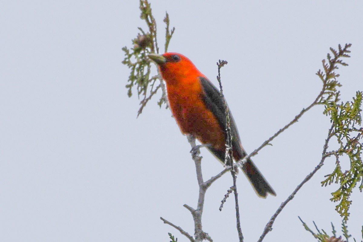 Scarlet Tanager - ML620315936