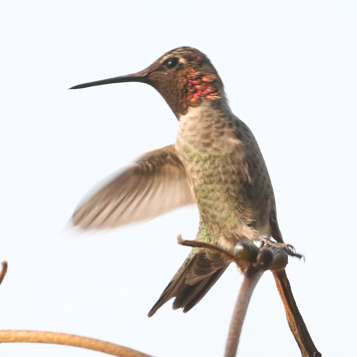 Anna's Hummingbird - ML620315938