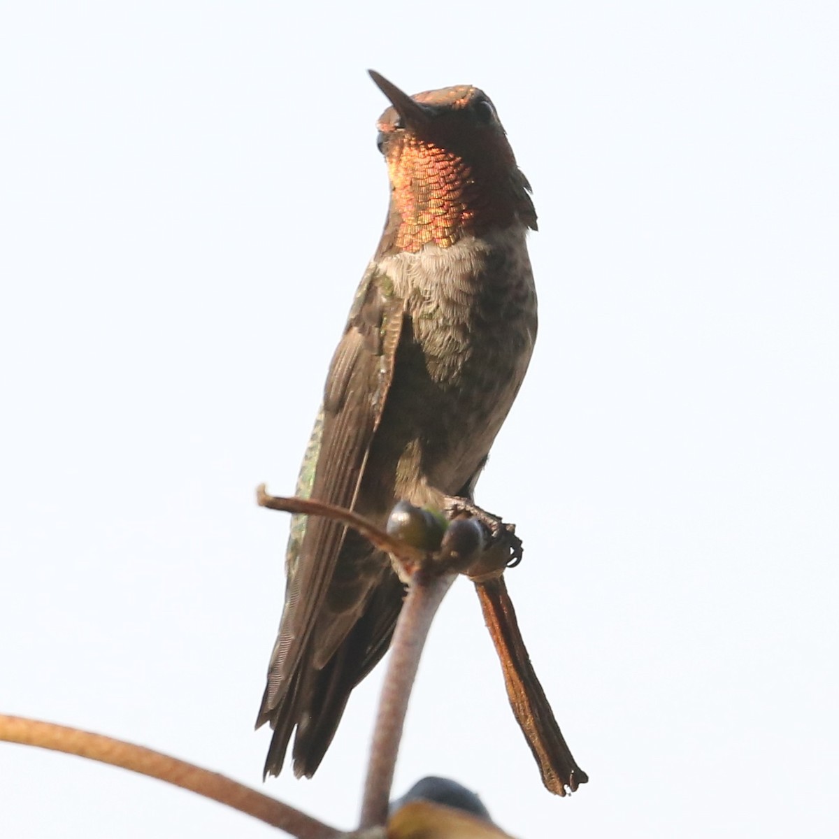 Anna's Hummingbird - ML620315939