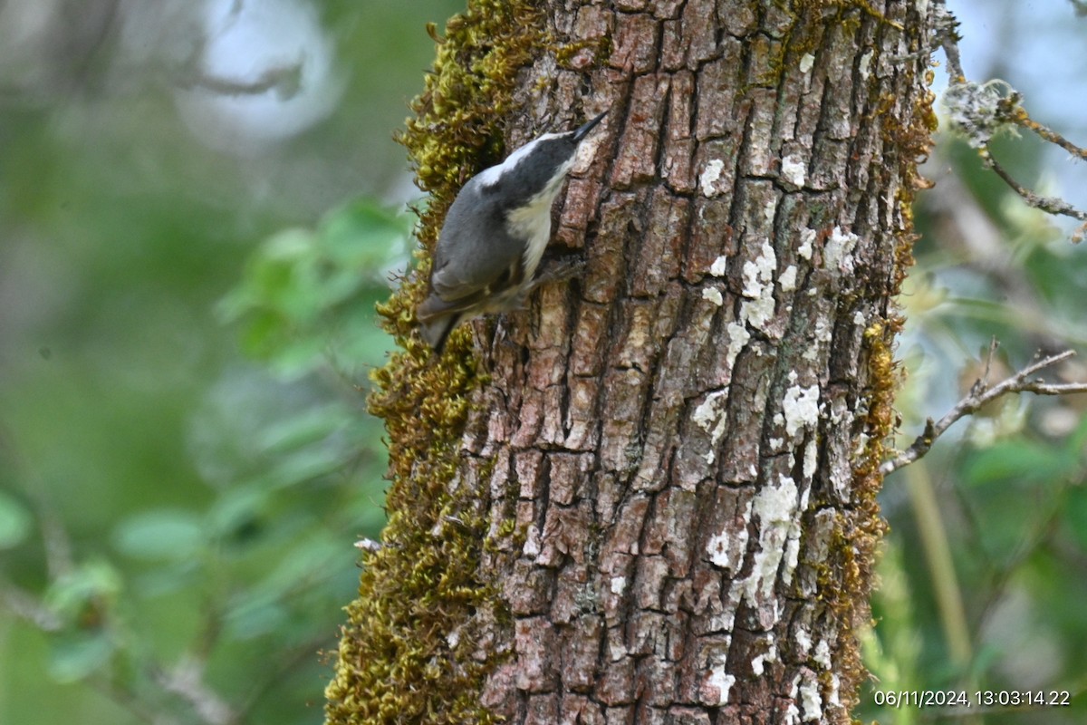 White-breasted Nuthatch - ML620315945