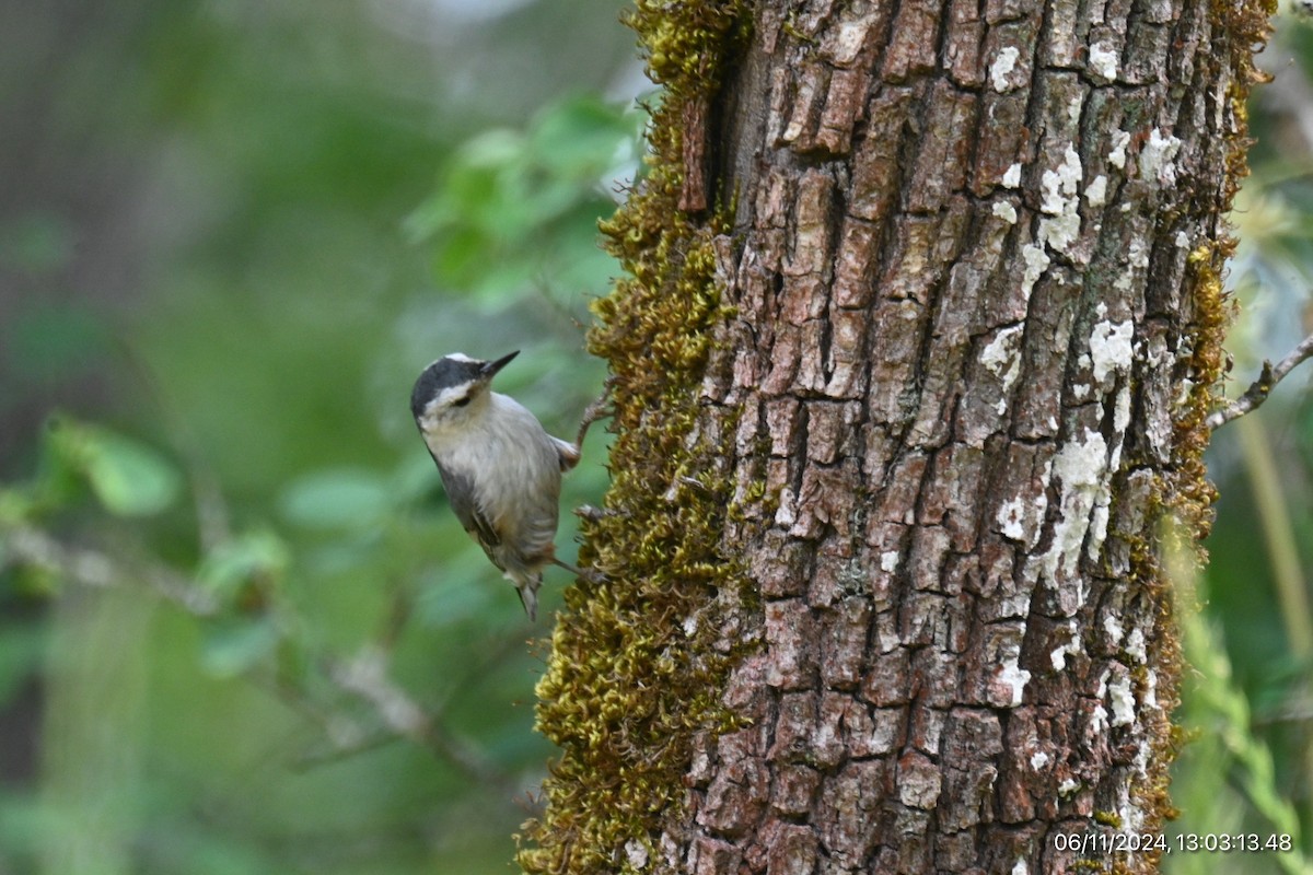 White-breasted Nuthatch - ML620315946