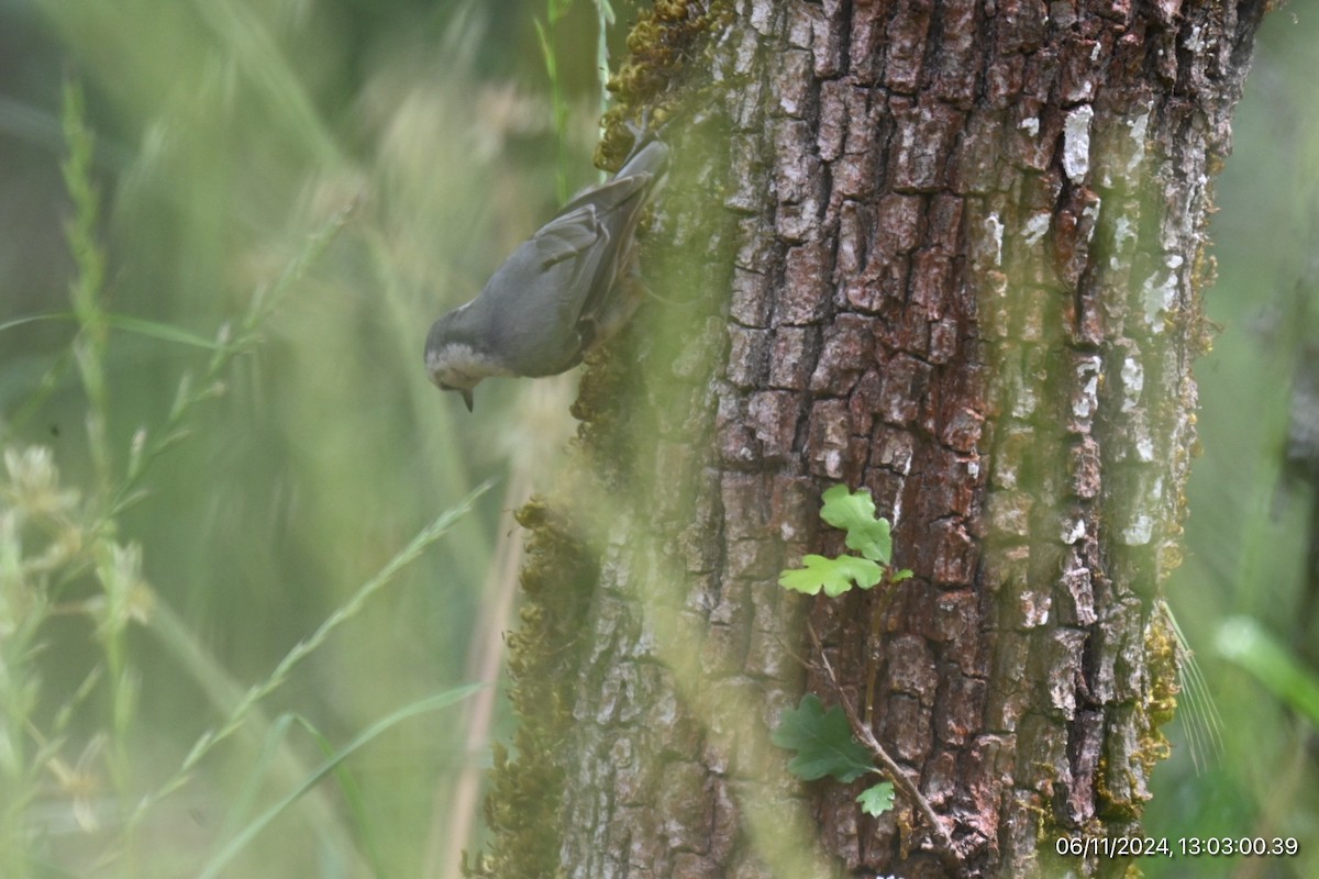 White-breasted Nuthatch - ML620315947