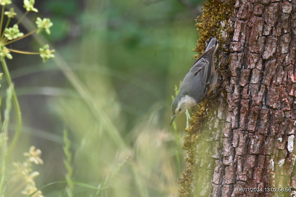 White-breasted Nuthatch - ML620315948