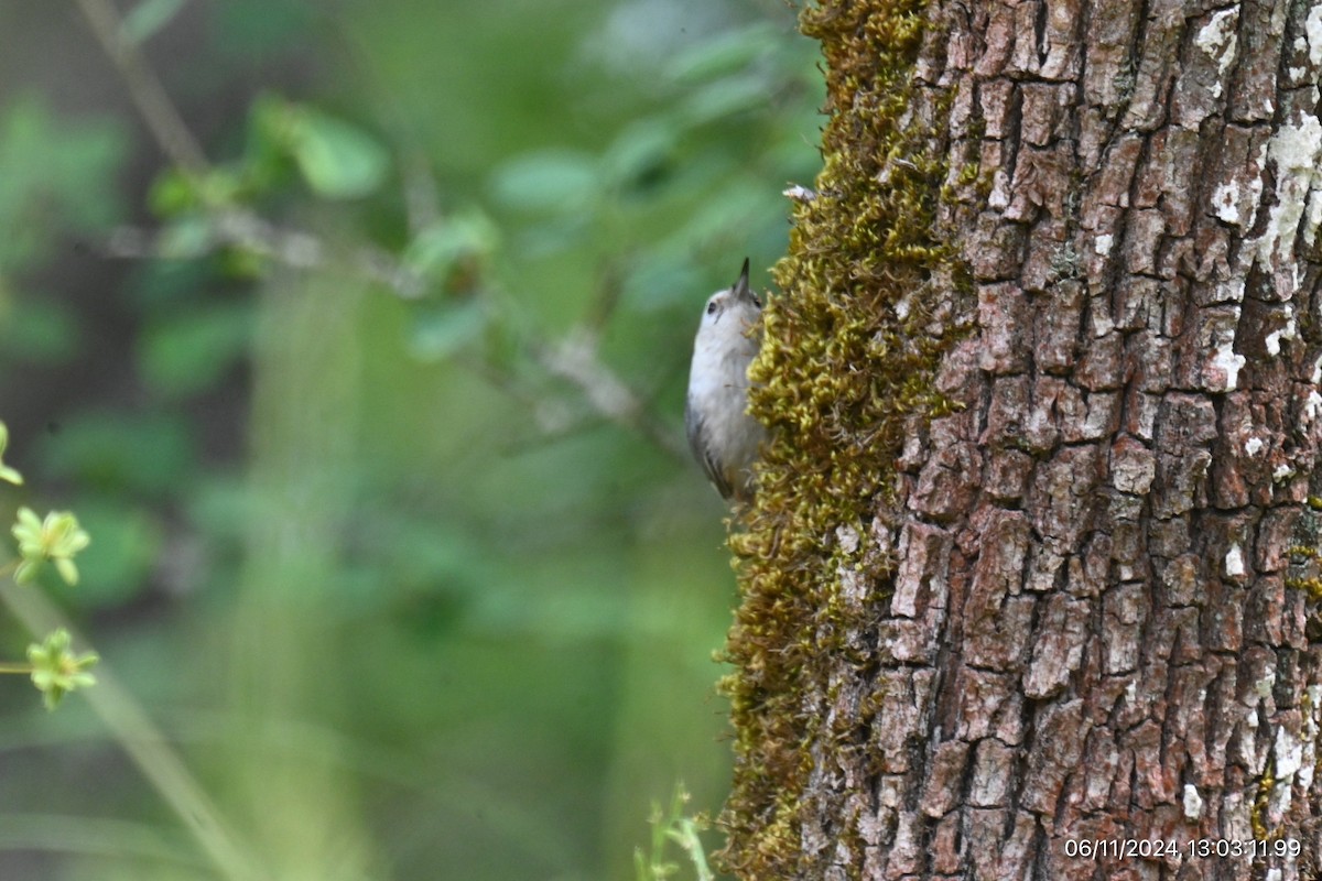 White-breasted Nuthatch - ML620315949
