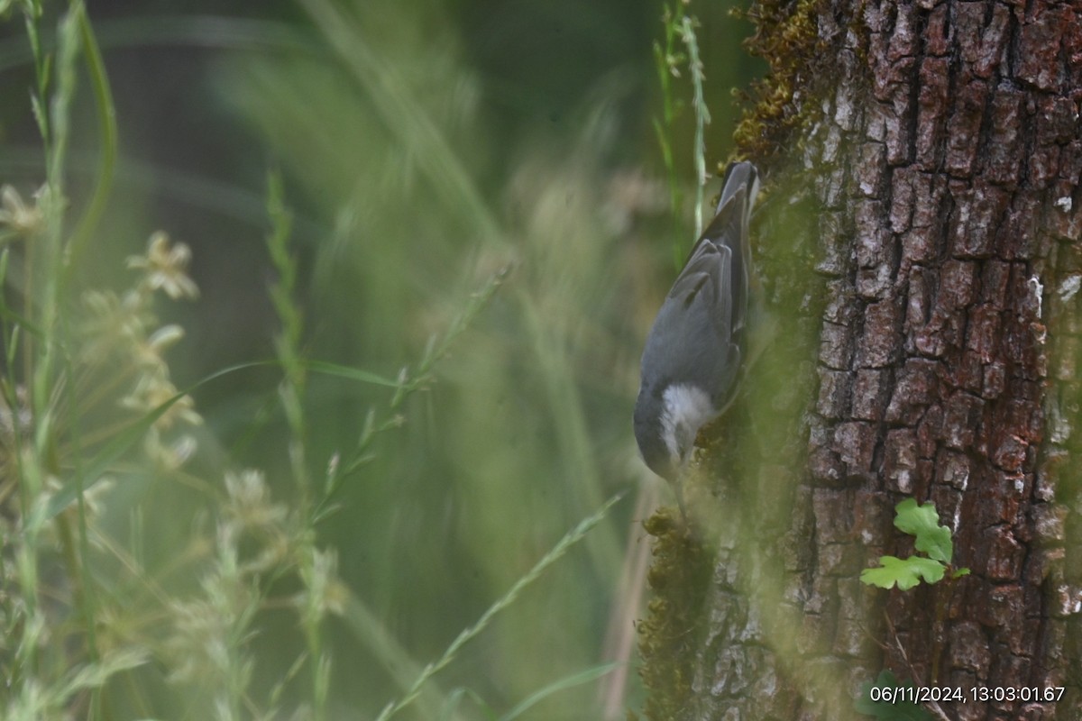 White-breasted Nuthatch - ML620315950