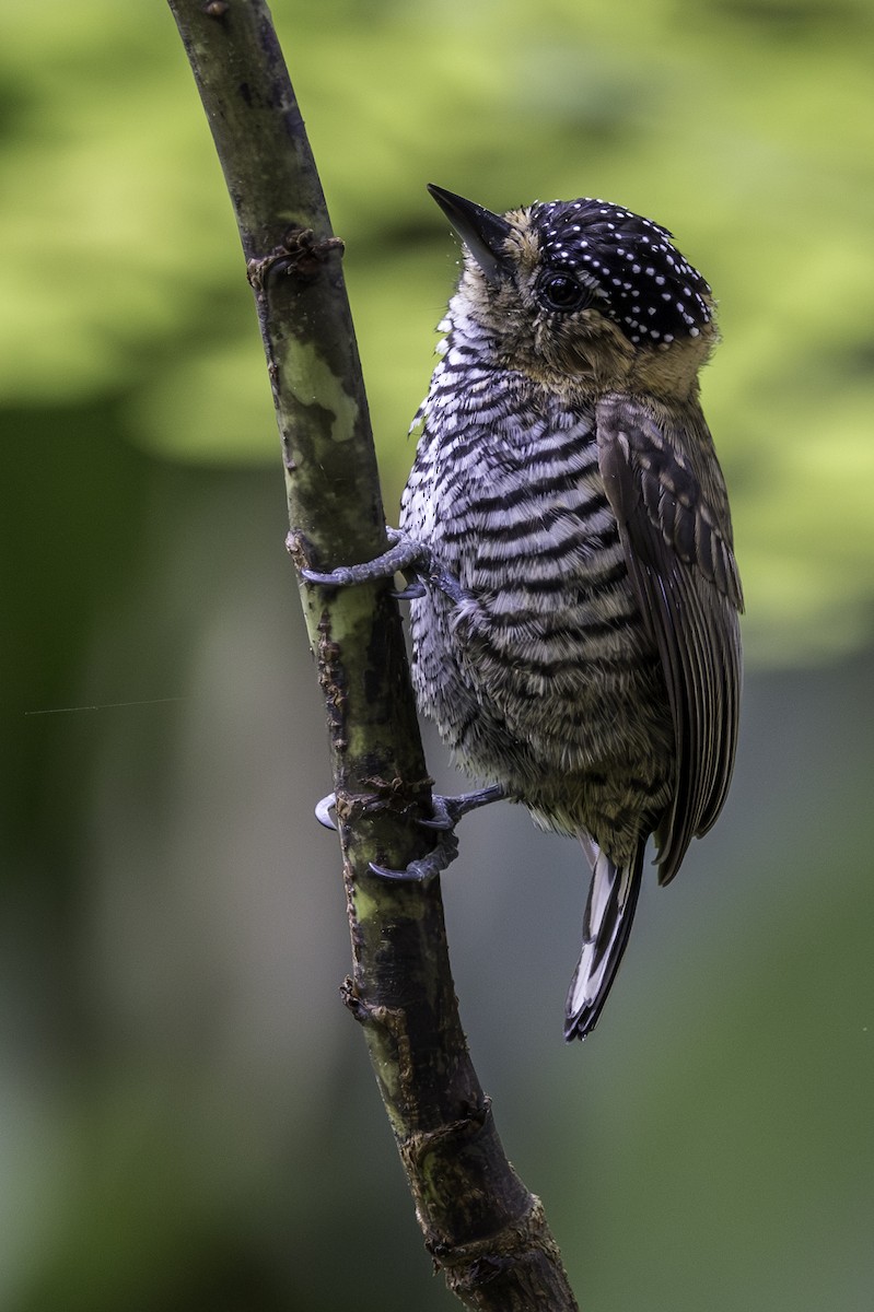 Ochre-collared Piculet - ML620315951