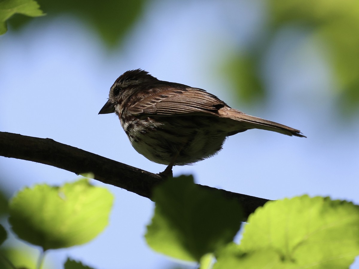 Song Sparrow - ML620315959