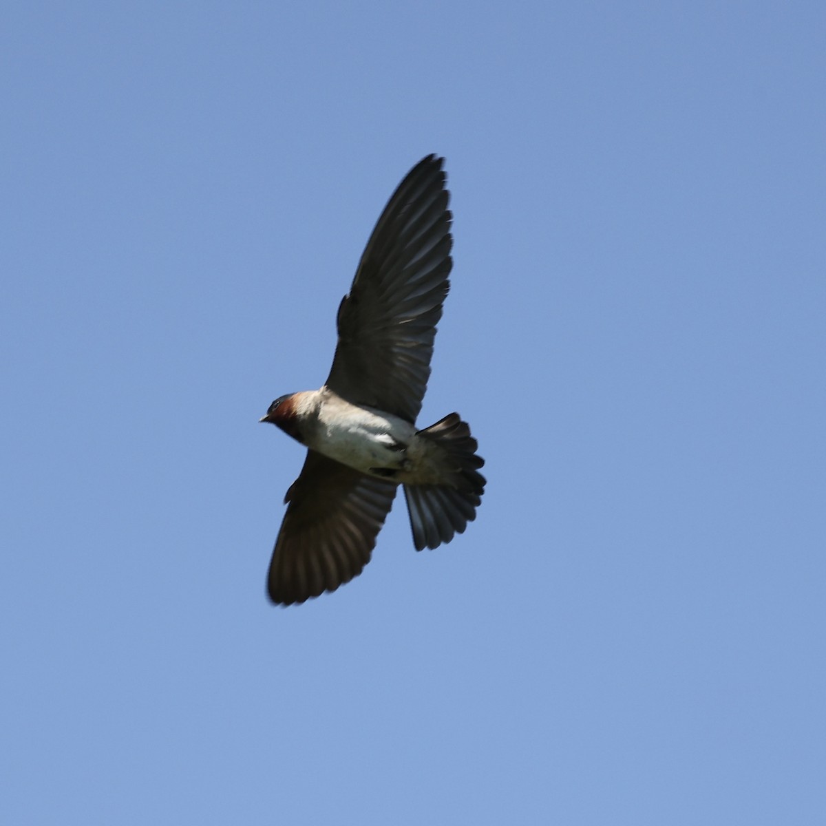 Cliff Swallow - ML620315963