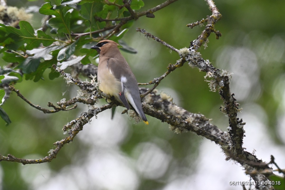 Cedar Waxwing - ML620315971