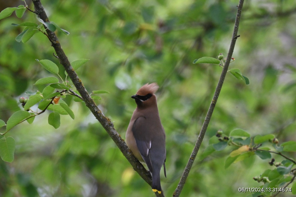 Cedar Waxwing - ML620315972