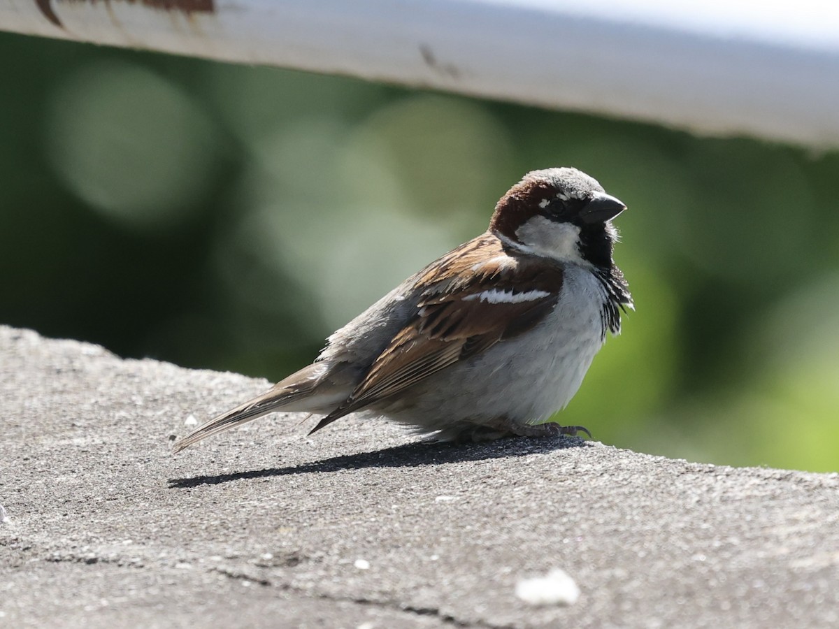 House Sparrow - ML620315973