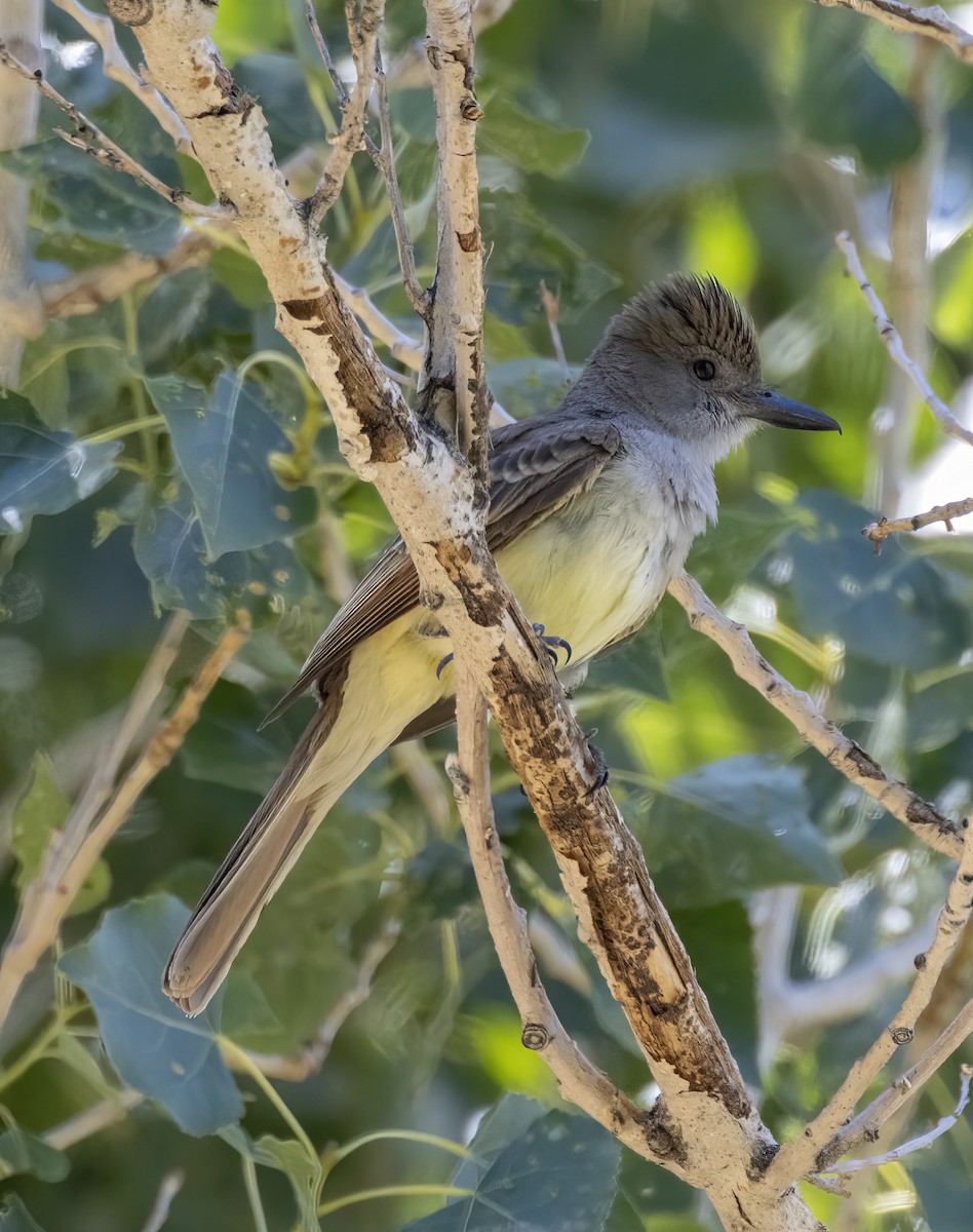 Brown-crested Flycatcher - ML620315977