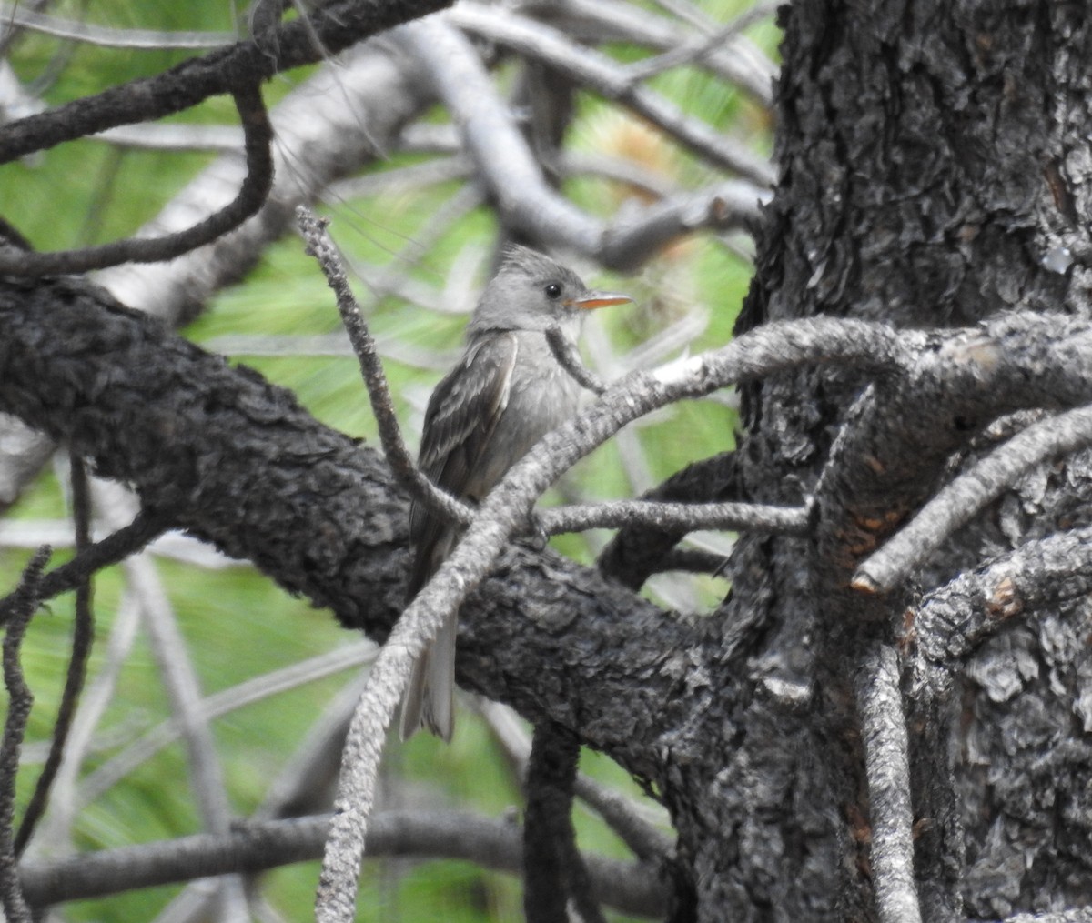 Moucherolle de Coues - ML620315985