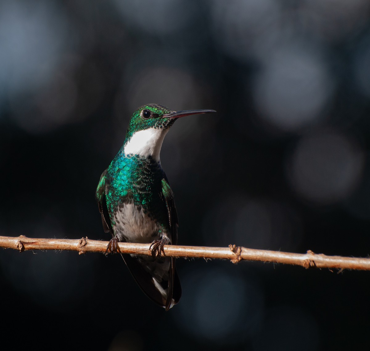 White-throated Hummingbird - Alan Hentz